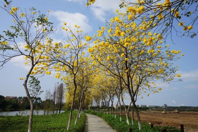 华阳湖国家湿地公园旅行图片 3