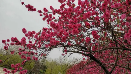 淄博人民公園