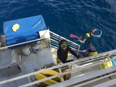 拉海纳-Florafifle