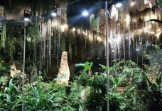 云雾林-新加坡-YoYo_5J0R4V5R