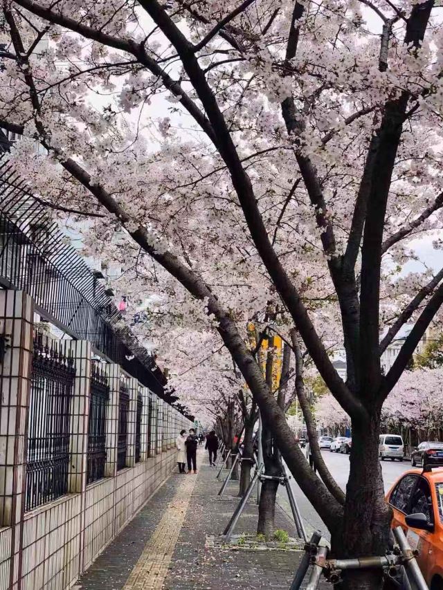 新江湾城公园旅行图片 5