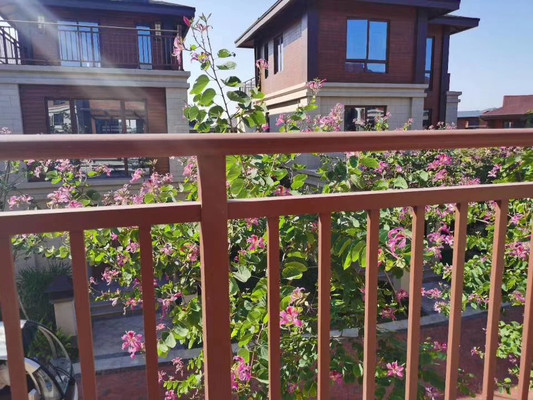 南丽湖边|夏天的期待