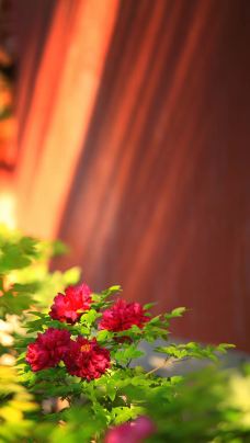 御花园-北京-天羽手杖