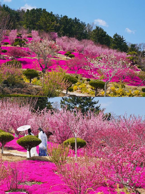 浪漫“樱”春季！去石岛赤山领略汉服+樱花的别样风采！