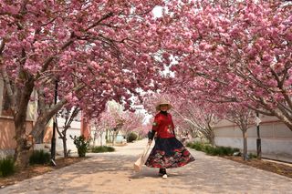 醉美樱花季,刚好濯村遇见你