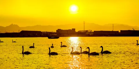 勝利天鵝湖風景區