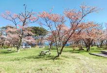 庶野樱花公园景点图片