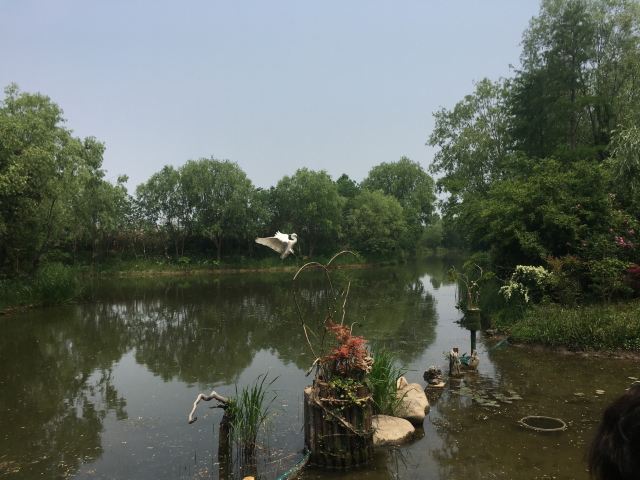 新江湾湿地生态观鸟拍鸟基地旅行图片 5