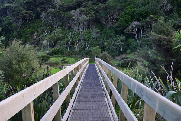 秋天的步道——奥克兰周边Te Henga Walkway