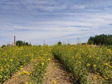 敕建三义宫-涿州-北冰洋