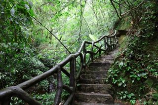 隐居山林中,金秀峻岭觅瑰宝