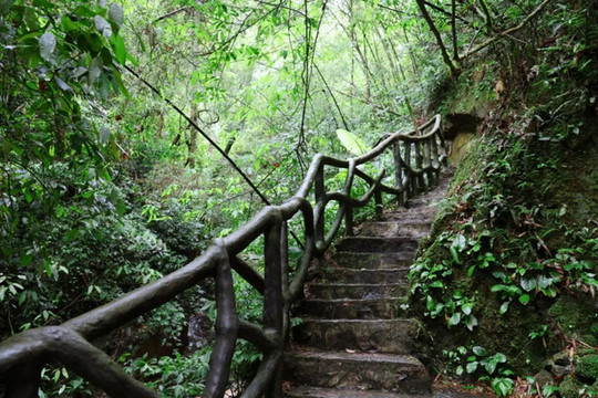 隐居山林中，金秀峻岭觅瑰宝