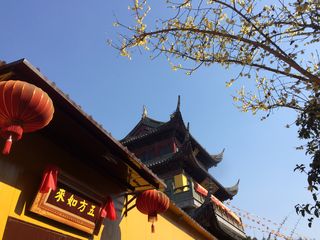 古镇腊梅开，香飘朱家角（王志明）