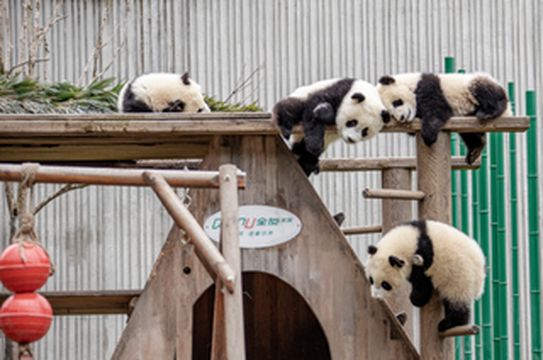 文化和自然遗产日 | 宇宙级网红与四姑娘山