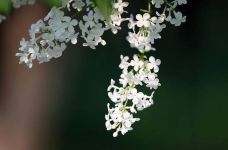 丁香公园-哈尔滨--自由飞翔_