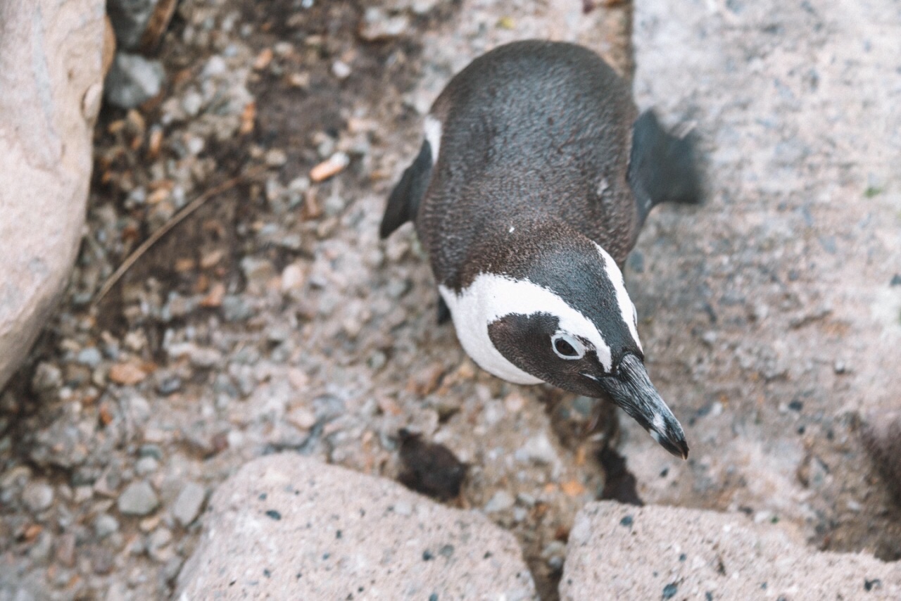 没想到第一次遇见企鹅，竟然是在南非