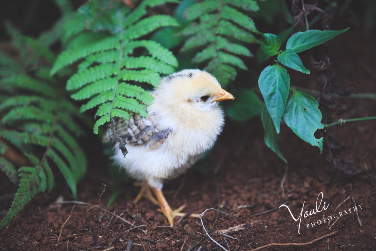 夏威夷·欧胡岛森林里的一只小鸡