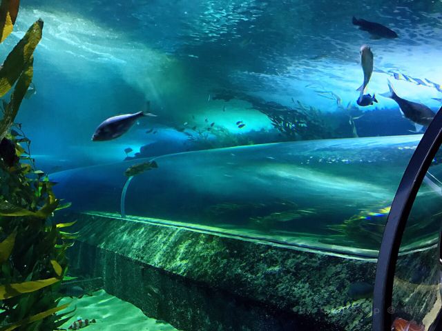 海灣水族館