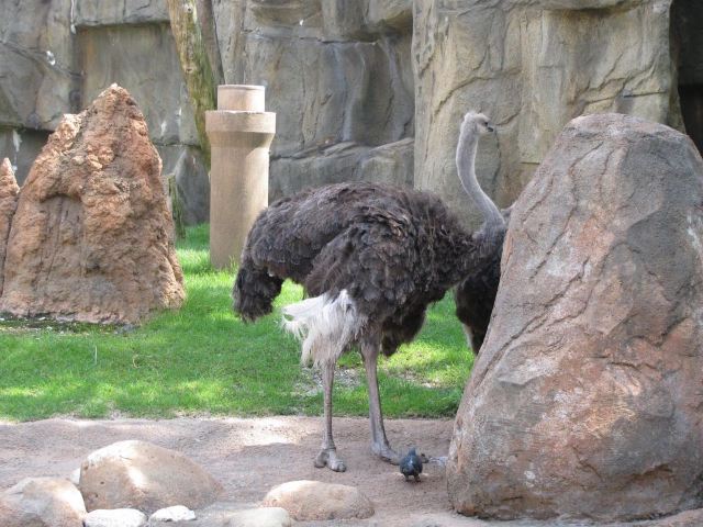 Lincoln Park Zoo
