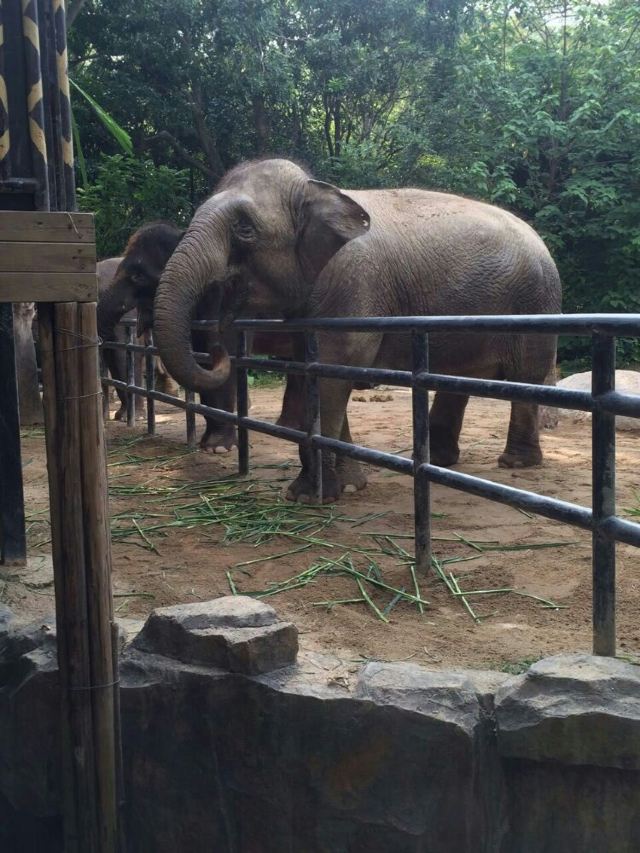 Chimelong Paradise