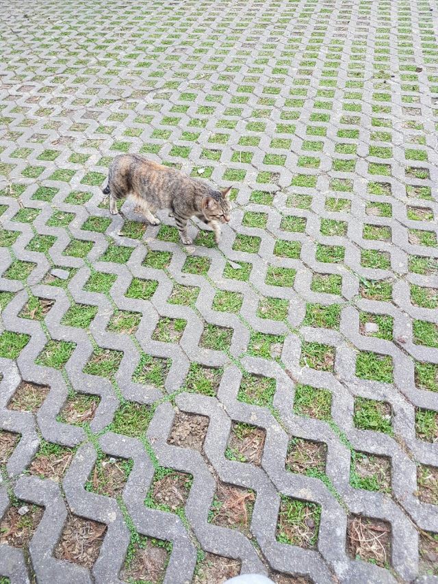 칭칭초원