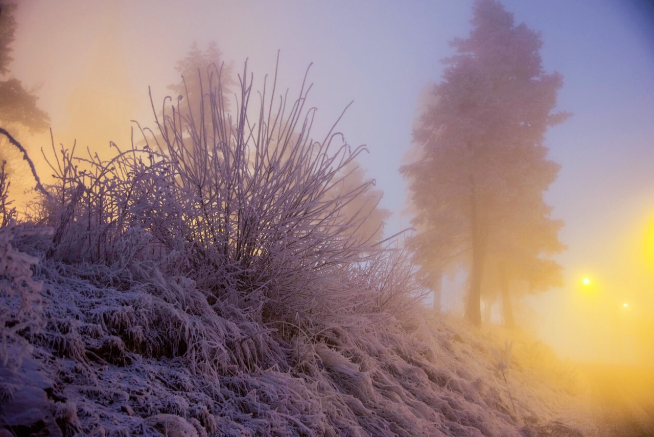 挪威的森林遇见雪和光头