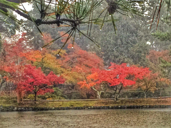 霜叶红于二月花 京都奈良大阪