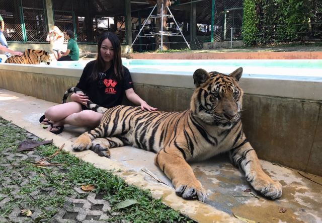 Tiger Kingdom Phuket