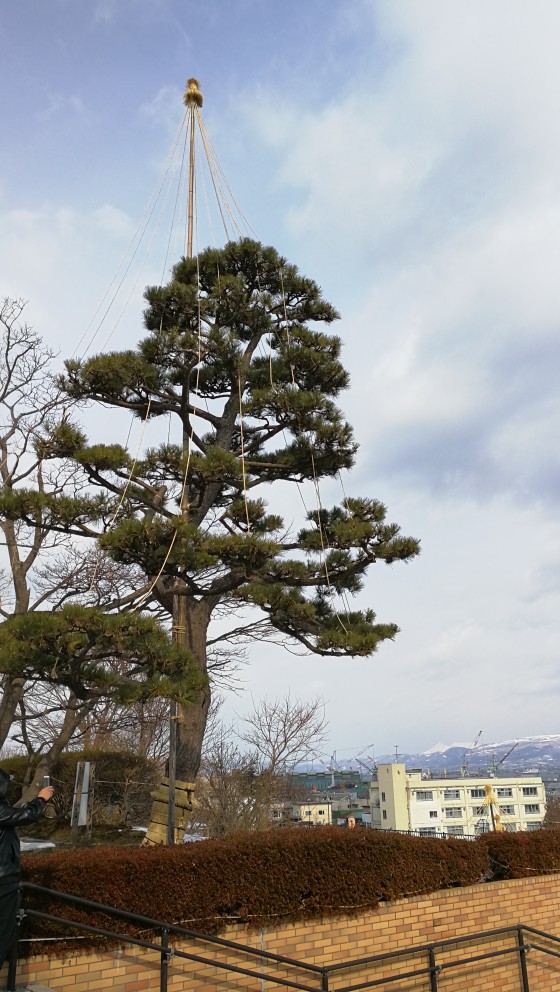 函馆山的雪与松