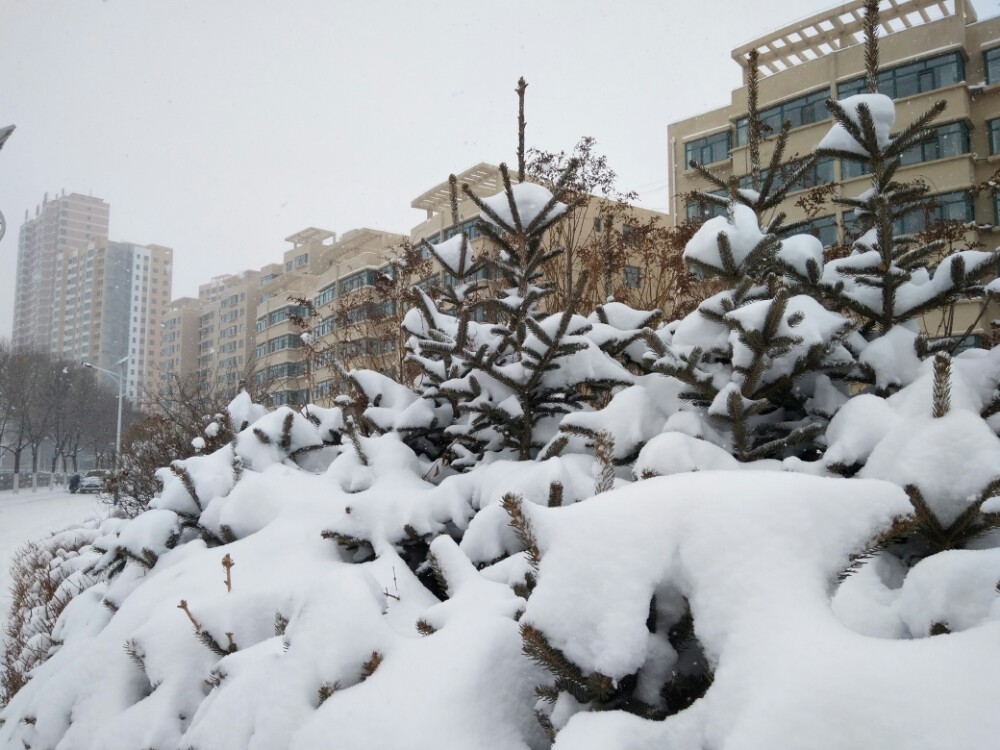 春季到青海来着雪！