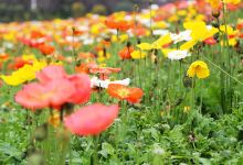 银城花海景点图片