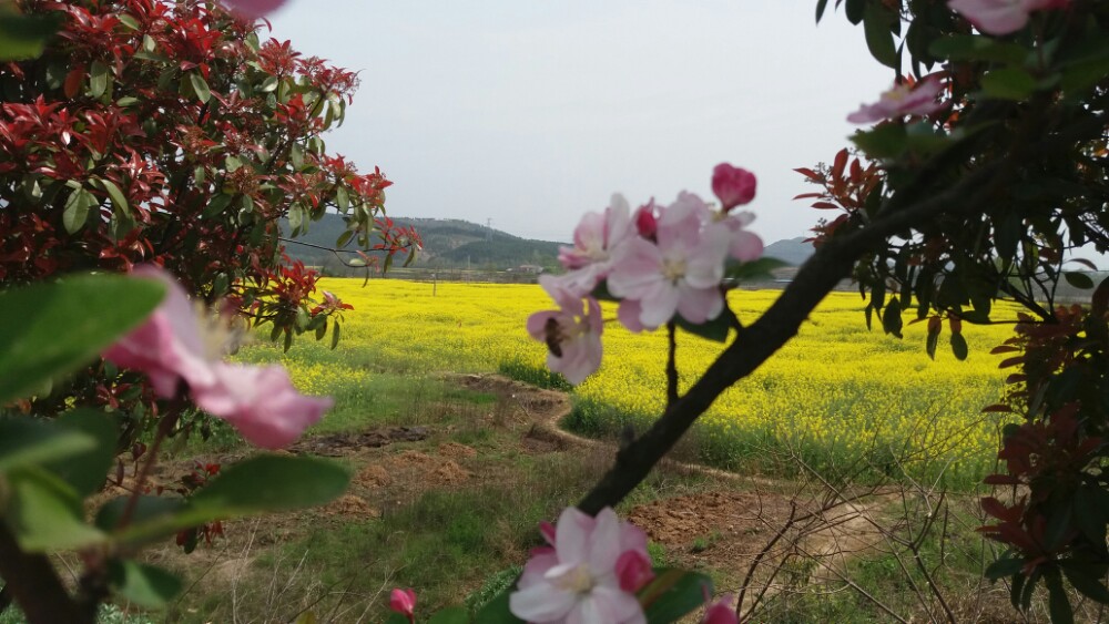 油菜花