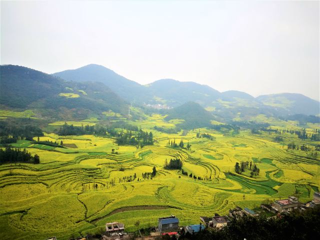 Luoping Canola Flower Ocean