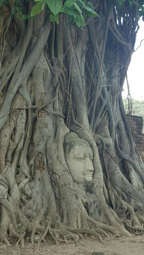 Ayutthaya, 失落的文明