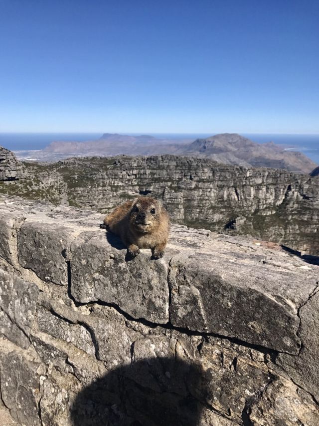 Table Mountain
