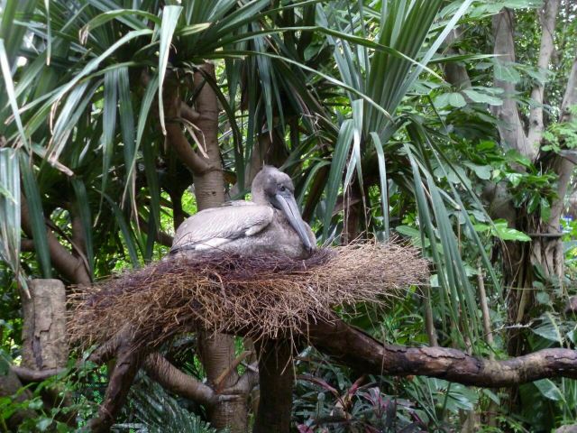 Chimelong Bird Park