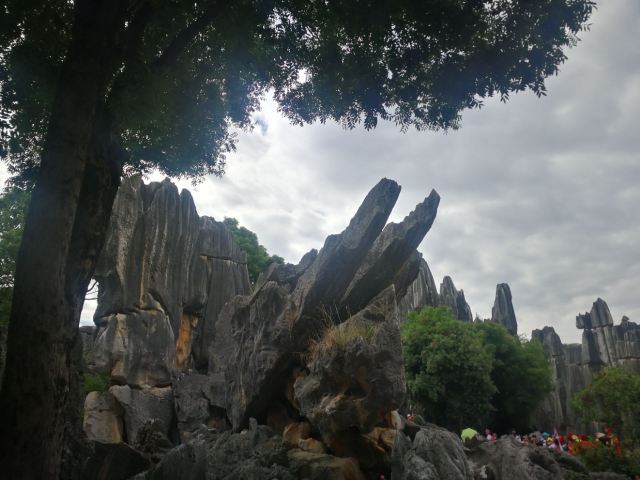 Stone Forest