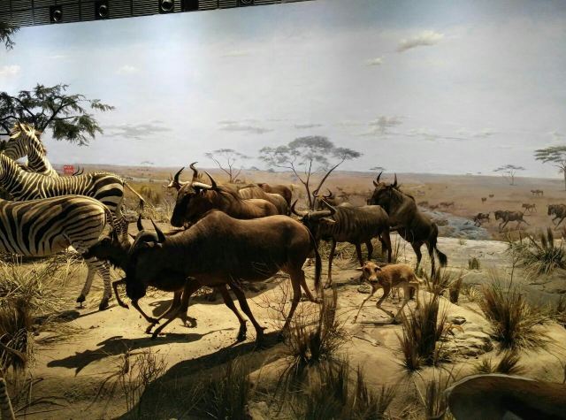 Shanghai Natural History Museum
