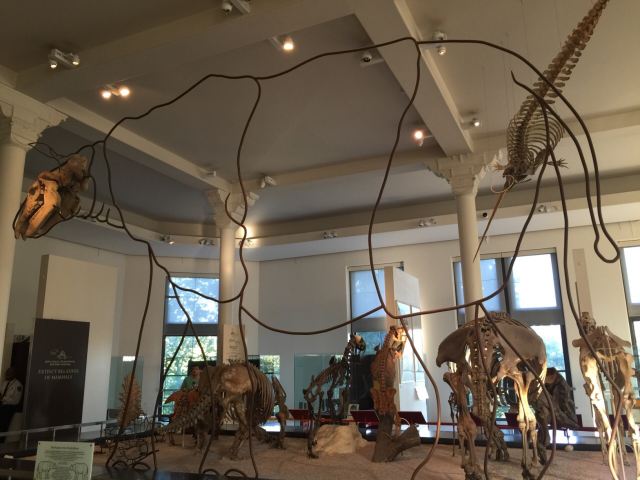 American Museum of Natural History