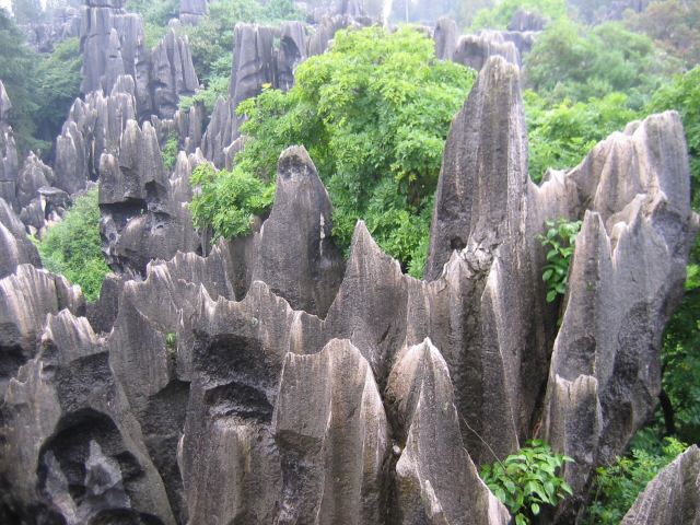 Stone Forest