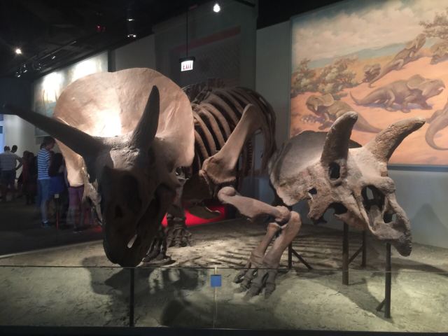 The Field Museum