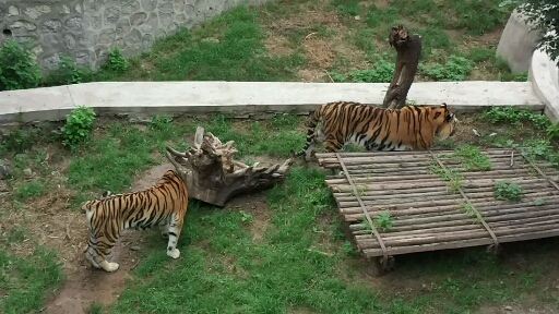스자좡 도심 동물원