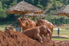 泰国大象自然保护公园-Kuet Chang-doris圈圈