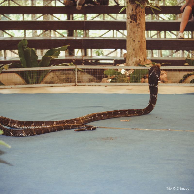 Samui Snake Farm Travel Guidebook Must Visit Attractions In Koh
