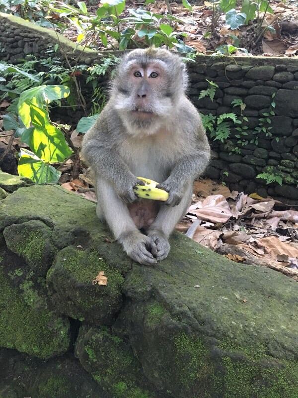 Ubud Monkey Forest