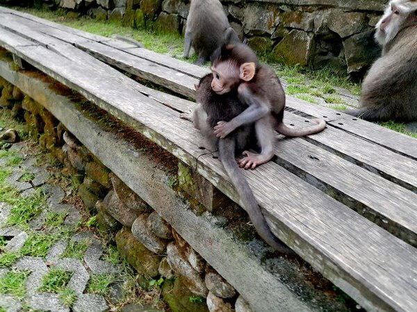 Ubud Monkey Forest