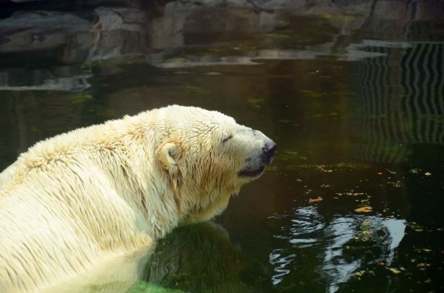 Beijing Zoo