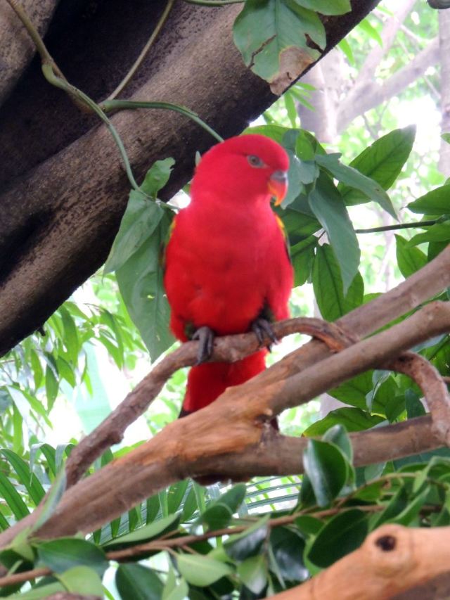 Chimelong Bird Park