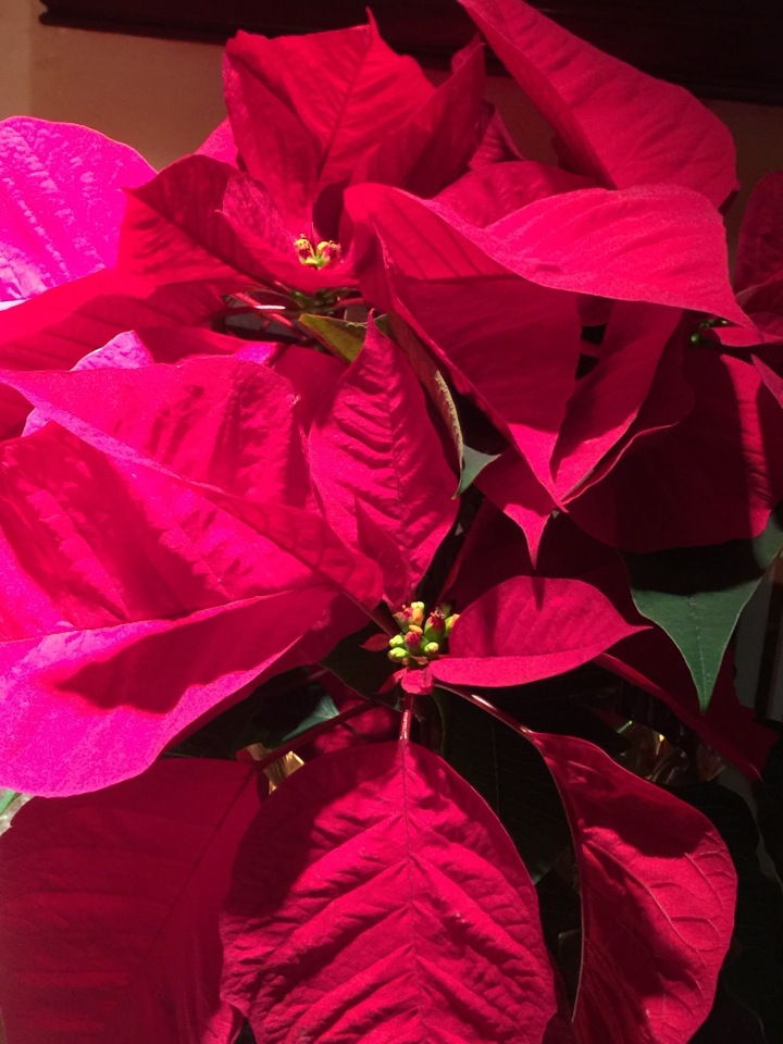 The Cheesecake Factory