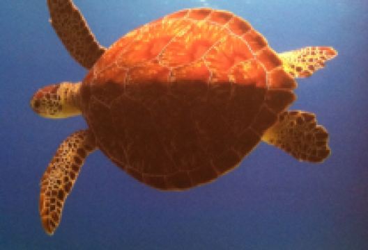 Fat Tuna Grill & Oyster House美食图片